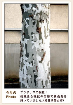 画像：プラタナスの樹皮（福島県郡山市）