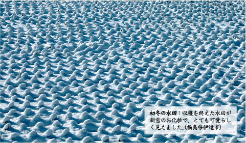 画像：「初冬の水田」収穫を終えた水田が新雪のお化粧で、とても可愛らしく見えました。（福島県伊達市）
