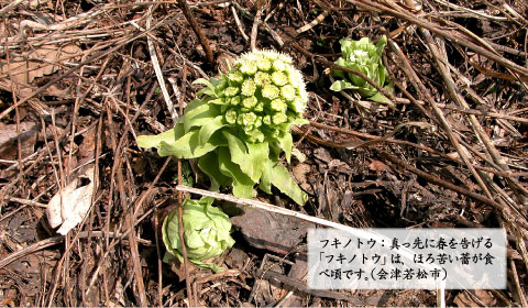 画像：真っ先に春を告げる「フキノトウ」は、ほろ苦い蕾が食べ頃です。（会津若松市）