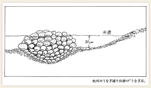 イラスト画像：紀州のうなぎ捕り仕掛け「うなぎ石」