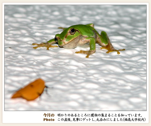 画像：今月のPhoto　獲物を狙う蛙（福島大学構内）