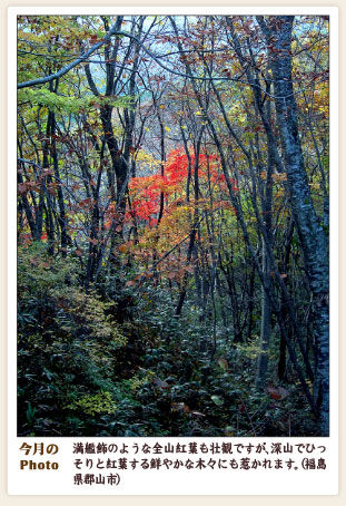画像：今月のPhoto　深山で紅葉する木々（福島県郡山市）