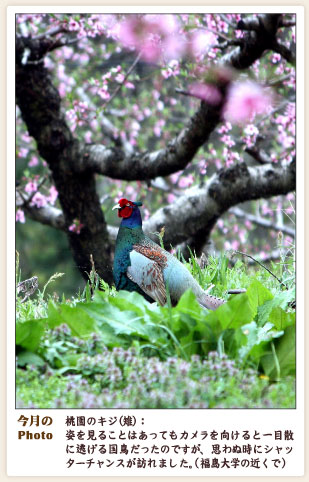 画像：今月のPhoto　桃園のキジ（福島大学の近くで）