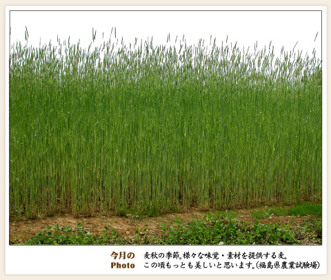 画像：今月のPhoto　麦秋の季節（福島県農業試験場）