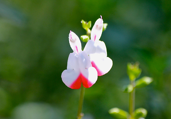 今月のPhoto：サルビア・ミクロフィラの花だそうです。おひな様に似ている可憐な花に見惚れてしまいました。（郡山市）